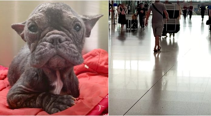 Cadelinha resgatada do comércio da carne é felizmente salva e adotada por família amorosa