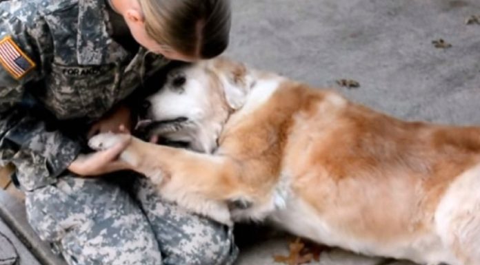 Cachorrinho idoso se emociona quando percebee que sua dona havia retornado para casa