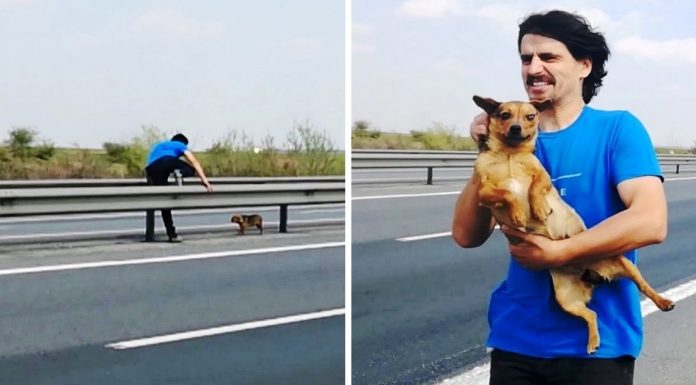 Cirurgião veterinário salva cadelinha abandonada em meio de avenida movimentada