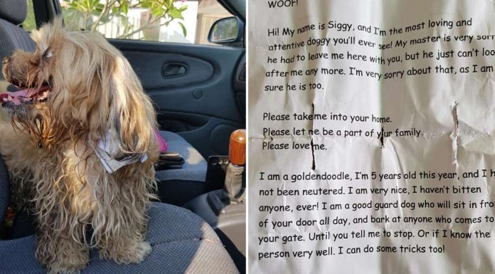 Homem encontra cachorro correndo na estrada com carta ao pescoço: "Não posso mais cuidar dele"