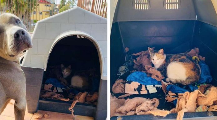 Pit Bul deixa gatinha abandonada e gravida dar à luz seus bebês em sua 'casinha'