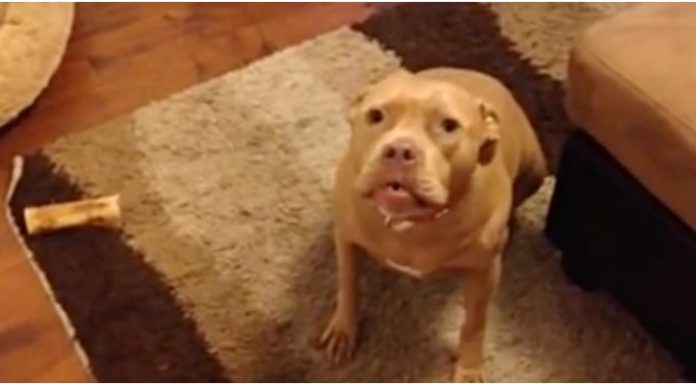 Pit Bull não gosta que seu pai chegue tarde em casa, lhe dá bronca e mostra que sentiu saudades