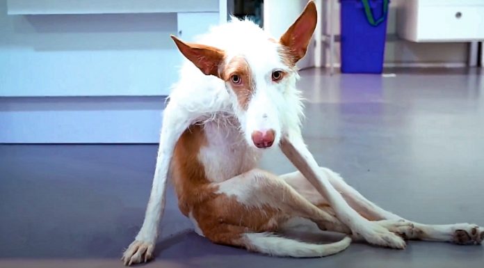 Depois de ter suas costelas quebradas por caçador, cachorrinho é resgatado e tem nova chance