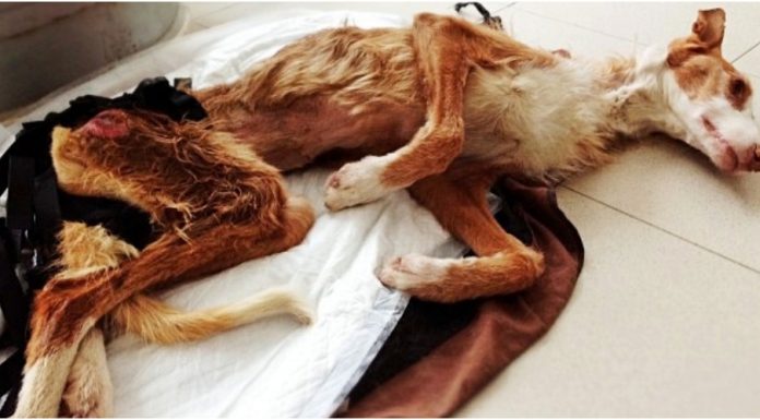 Cadela vítima de negligência é deixada para morrer sozinha em lixeira: "Cuidamos dela até ao fim"