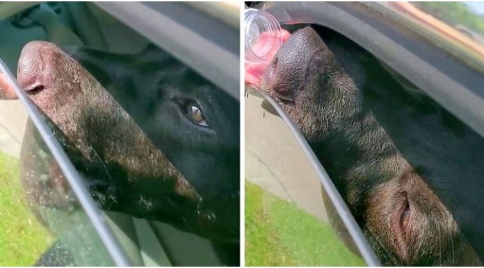 Homem quebra janela para salvar cachorrinho que estava abafando dentro de carro quente