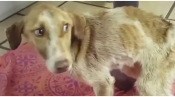 Cãozinho que vivia preso em corrente que nem sequer o deixava deitar é finalmente resgatado