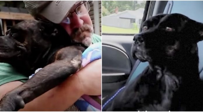 Cadelinha ferida encontra casa no meio do nada onde felizmente o dono lhe oferece ajuda