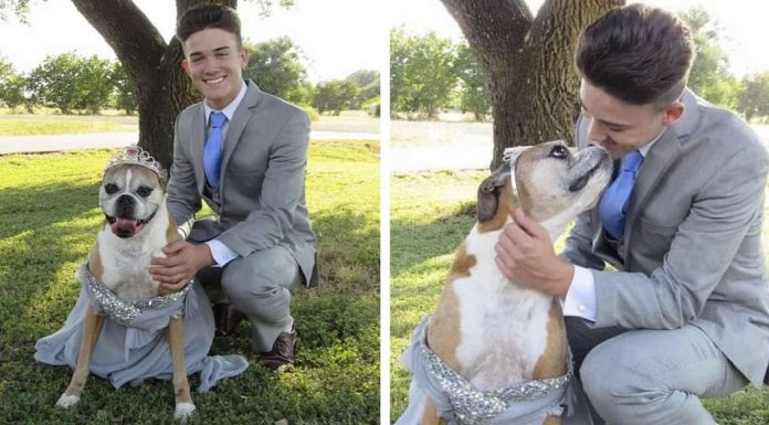 Após baile de formatura ser cancelado, adolescente realiza seu próprio baile com sua cadelinha