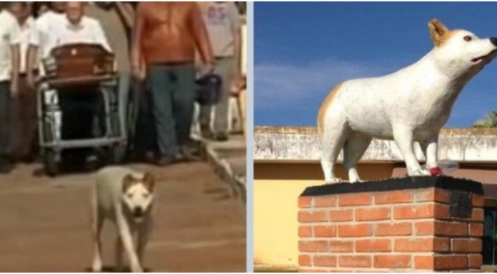 Após falecer, cachorrinho que acompanhava velórios recebe estátua em sua homenagem