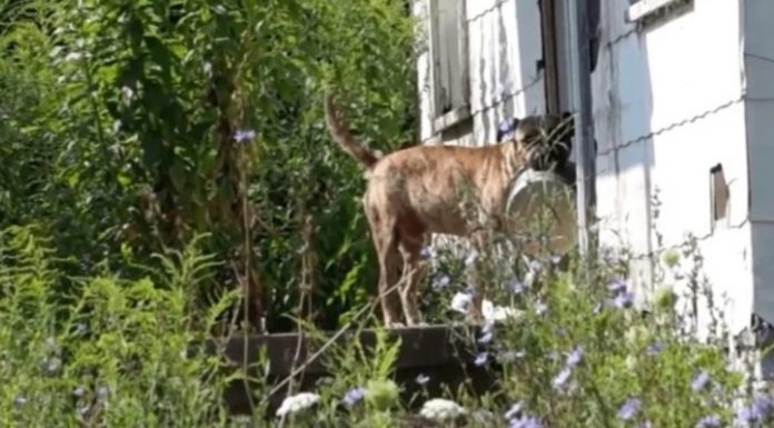 Cachorro abandonado é visto carregando sua tigela de comida pra todo lugar por onde anda