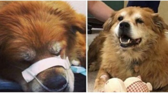 Cãozinho não deixa dono para trás durante incêndio e o protege das chamas ao se deitar sobre ele