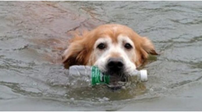 Cachorrinho retira mais de 2 mil garrafas plásticas de rio na china ao longo de 10 anos