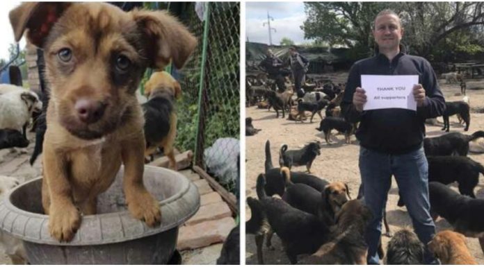 Homem constrói abrigo e cuida de mais de 750 cachorros abandonados que mais ninguém queria