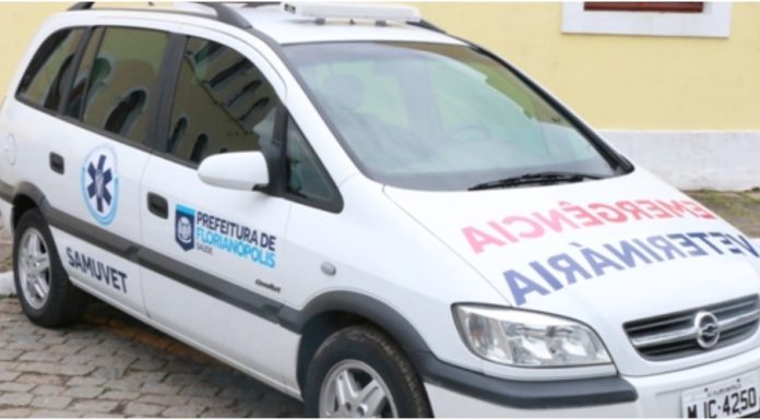 Foi criado um “Samu” em Florianópolis para socorrer animais acidentados e machucados