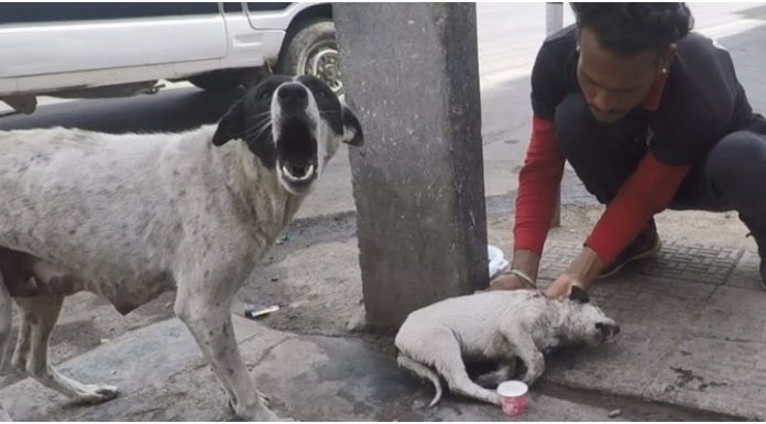 Cadelinha nitidamente aflita implora por ajuda para seu filhotinho ferido