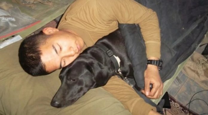 Militar adota cachorrinho que serviu com ele no Afeganistão e que o salvou em diversas missões