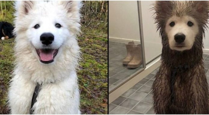Cachorrinho fica com seu corpo cheio de lama, exceto no rosto, que ficou perfeitamente limpo
