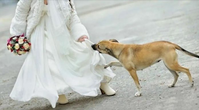 Cachorro impede ataque de mulher com bomba e se sacrifica para salvar convidados de casamento