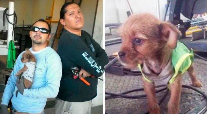 Trabalhadores adotam cachorrinho jogado fora de carro em movimento