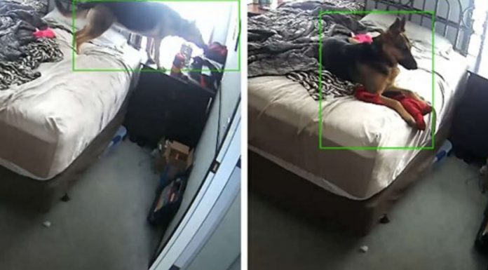 Pastora alemã é flagrada abraçando as roupas da dona enquanto ela está ausente