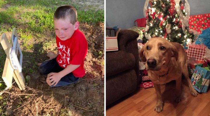 Menino chora no enterro do seu cachorrinho, que faleceu após ser baleado com arma de chumbo