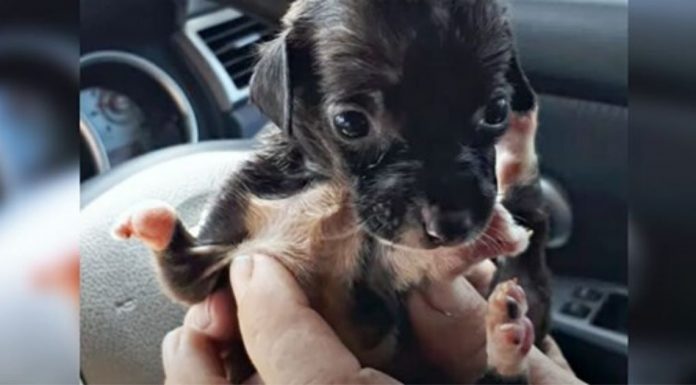 Cachorrinho bebê com deficiência abandonado no lixo por seu dono é salvo por equipe de resgate