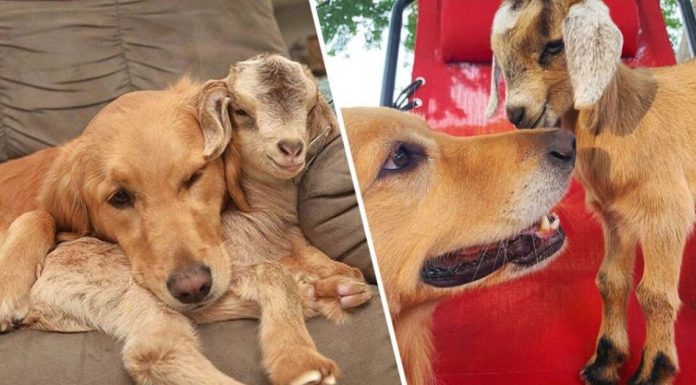 Cadelinha golden acolhe todas as cabrinhas que chegam à fazenda de sua dona: 'Instinto materno'