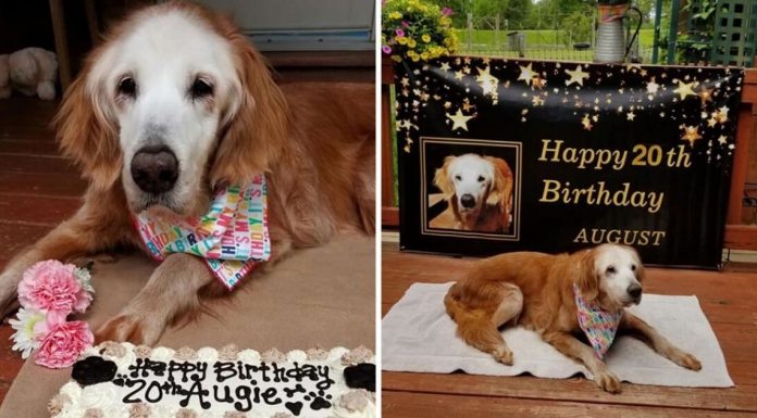 Conheça Augie, a primeira golden retriever do mundo a comemorar 20 anos de idade