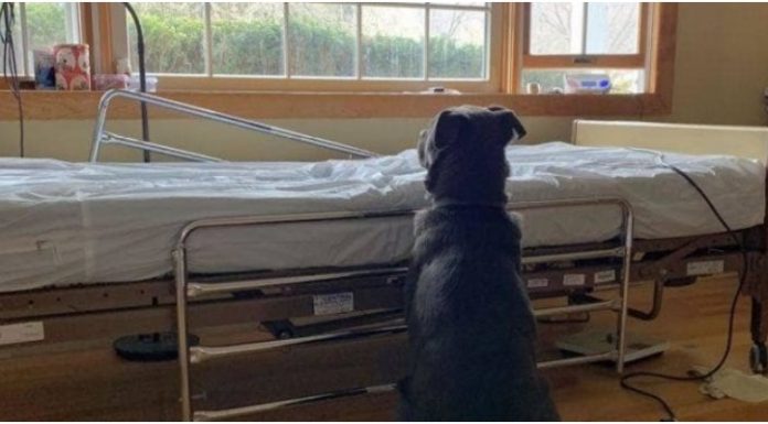 Cachorrinho espera pacientemente junto à cama do hospital por seu papai falecido