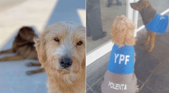 Dono de posto adota e 'contrata' dupla adorável de cachorrinhos na Argentina