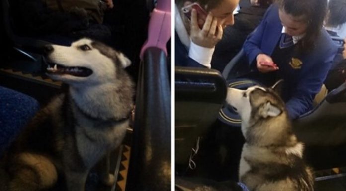 Motorista de ônibus para tudo para ajudar husky que fugiu de casa e estava perdida