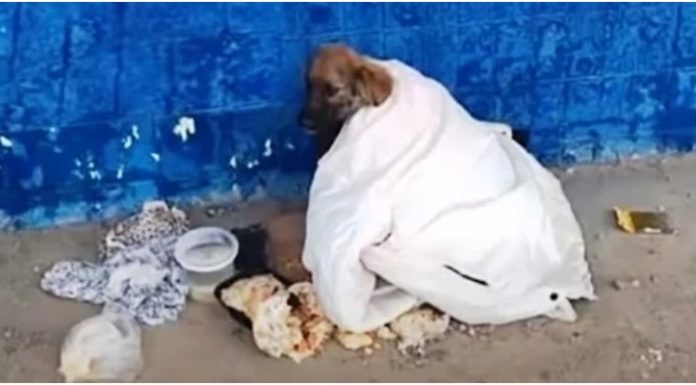 Cachorrinho encontrado sozinho em ponto de ônibus triste e doente é finalmente resgatado