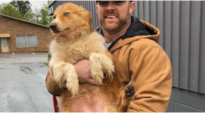 Cachorro que havia desaparecido após alertar família de um tornado, é encontrado 54 dias depois