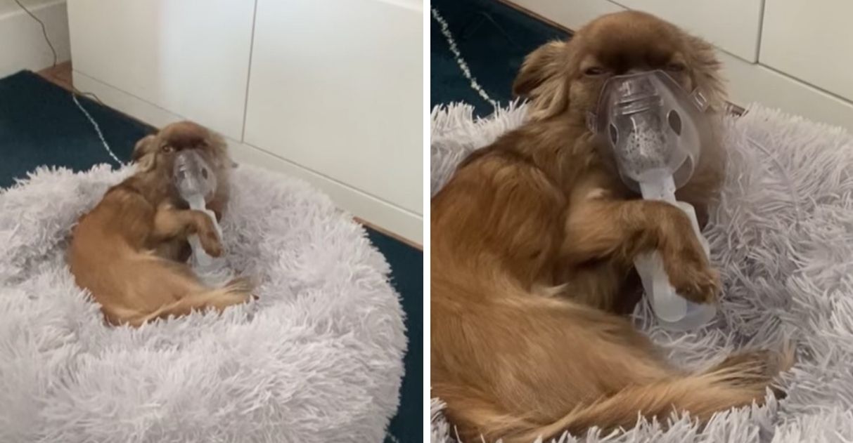 Cachorrinho com problema respiratório aprende a segurar o nebulizador e ...