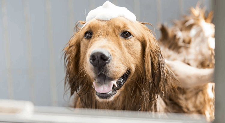 Saiba como escolher o melhor shampoo para dar banho em pets