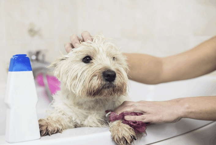 Saiba como escolher o melhor shampoo para dar banho em pets