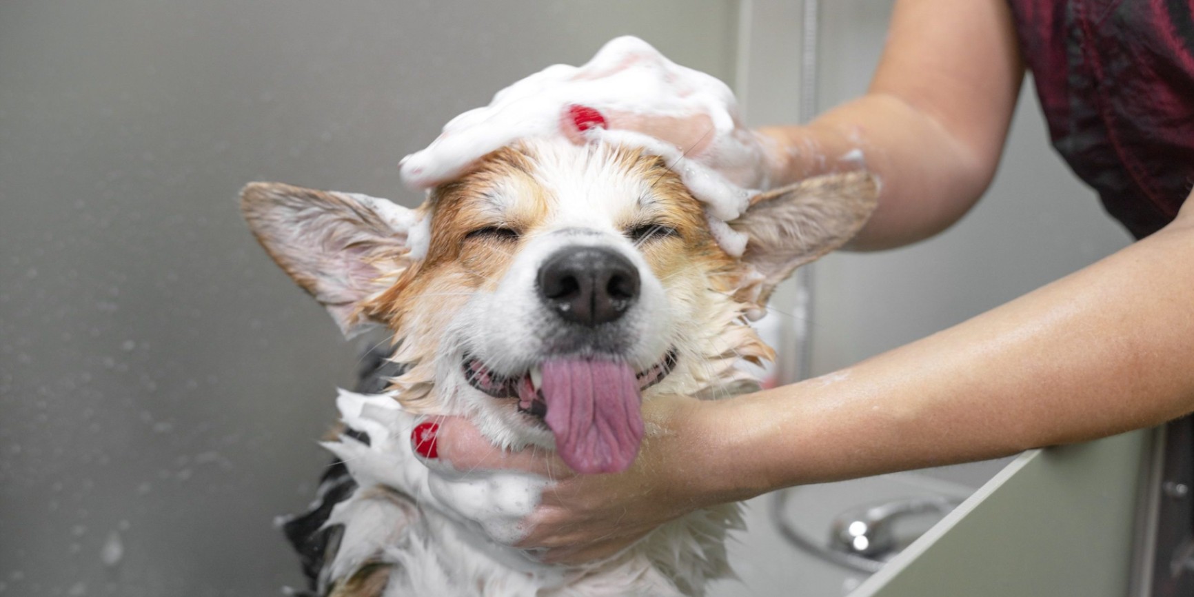 Saiba como escolher o melhor shampoo para dar banho em pets