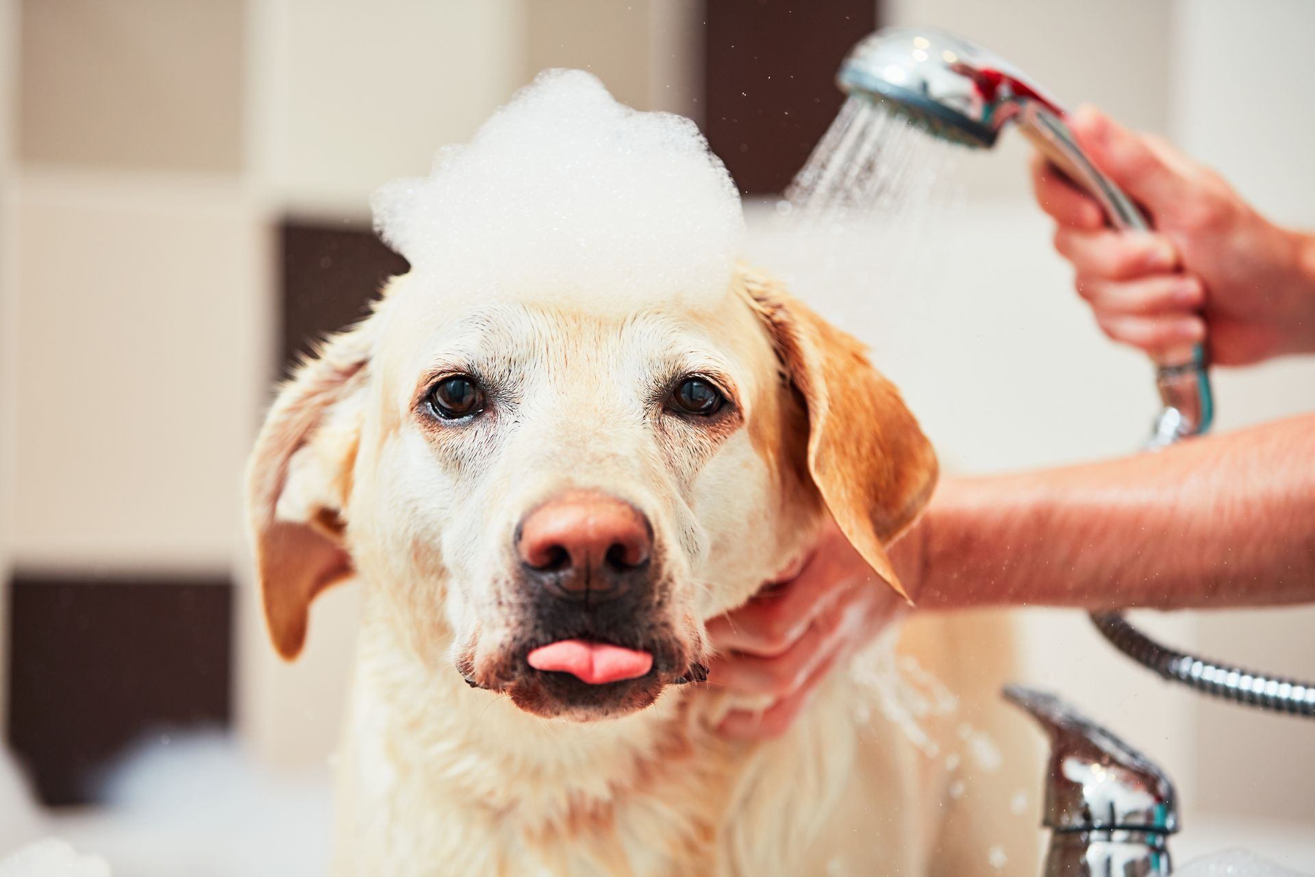 Saiba como escolher o melhor shampoo para dar banho em pets