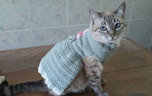 Roupa de pet – Descubra qual o jeito certo de usar