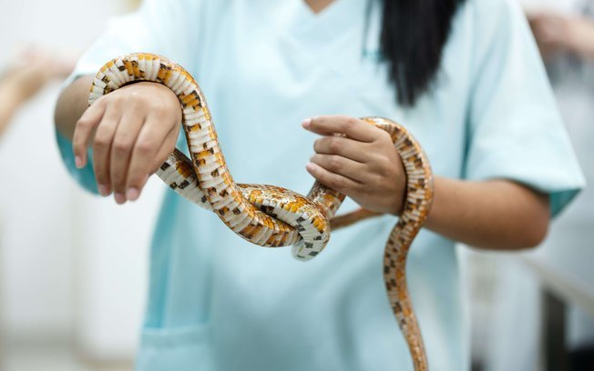 Saiba como ter cobras de estimação de maneira segura