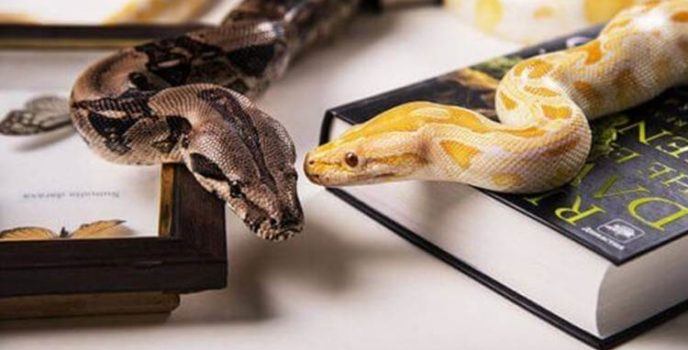 Saiba como ter cobras de estimação de maneira segura