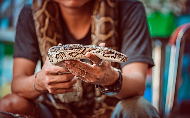 Saiba como ter cobras de estimação de maneira segura