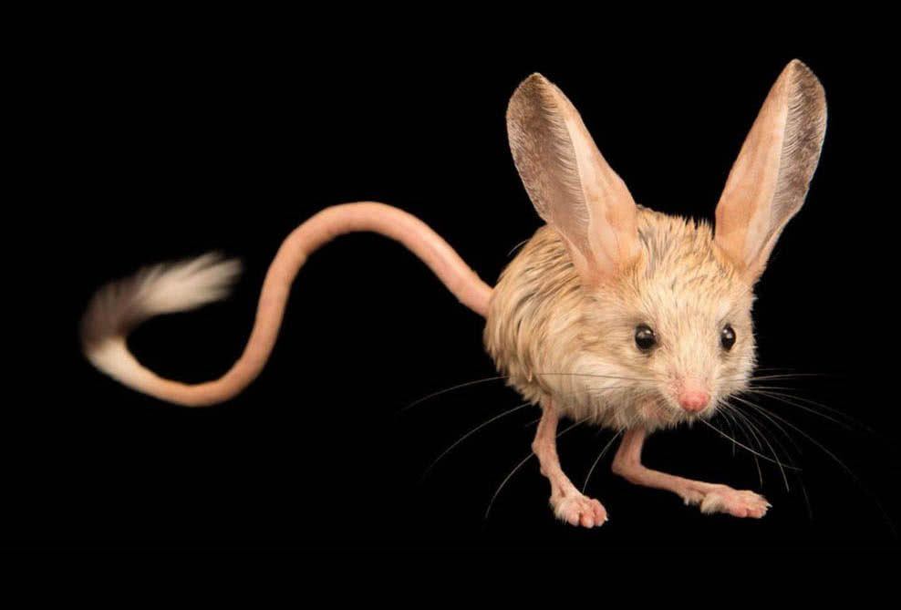 Veja quais são os menores animais do mundo